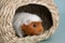 Guinea pig rodent domestic animal