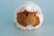 Guinea pig rodent domestic animal