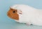 Guinea pig rodent domestic animal