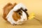 Guinea pig rosette on a beige background. Fluffy rodent guinea pig eating a dandelion flower on colored background