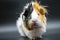 Guinea pig rosette on a dark background