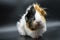 Guinea pig rosette on a dark background