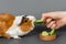 Guinea pig rosette on a gray background. Fluffy rodent guinea pig eating a cucumber from a woman`s hand on colored background