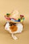Guinea pig rosette in a straw hat on a beige background. Fluffy rodent guinea pig on colored background