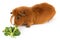 Guinea pig with salad
