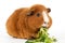 Guinea pig with salad