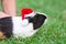 Guinea pig with santa clous hat on green grass. Christmas celebration concept