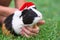 Guinea pig with santa clous hat on green grass. Christmas celebration concept