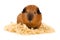 Guinea pig on sawdust on white