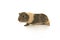 Guinea pig seen from the side on a white background