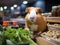 Guinea pig shopping in mini supermarket