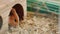 Guinea pig sit on his cage and eat animal food