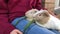 Guinea pig sits on child\'s laps.