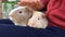 Guinea pig sits on child\'s laps.