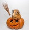 Guinea pig sits in a pumpkin for Halloween