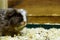 Guinea pig sits in sawdust