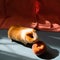 Guinea pig smells or eats a sweet peach on the floor in front of a pink tablecloth