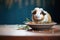 guinea pig squeaking near food bowl