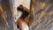 Guinea pig sticks its face out over a wooden fence