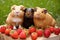 guinea pig trio sitting on fresh hay