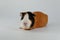 Guinea pig usual three-colored on a dark and white background.