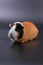 Guinea pig usual three-colored on a dark and white background.