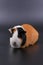 Guinea pig usual three-colored on a dark and white background.