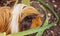 Guinea Pig In A Vegetable Garden