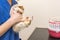 Guinea pig in the veterinary practice is examined by the veterinarian