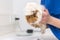 Guinea pig in the veterinary practice is examined by the veterinarian