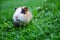 Guinea pig walks in the fresh air and eating