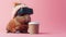 A guinea pig wearing a hat and drinking coffee, AI