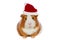 Guinea pig wearing Santa\'s hat