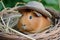 guinea pig wearing a tiny hat, sitting in a basket