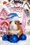 Guinea pig in winter hat over Christmas background