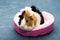 Guinea pig. A young funny guinea pig lies in a pink crib, a pink hammock