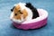 Guinea pig. A young funny guinea pig lies in a pink crib, a pink hammock