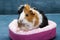 Guinea pig. A young funny guinea pig lies in a pink crib, a pink hammock