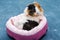 Guinea pig. A young funny guinea pig lies in a pink crib, a pink hammock