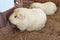 Guinea pigs with beige or golden hair