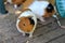 Guinea pigs in a botanical garden in Okinawa