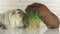 Guinea pigs breed Golden American Crested and Coronet cavy eat germinated oats stock footage video