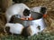 Guinea Pigs Eating