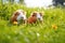 guinea pigs foraging on a grass field