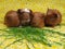 Guinea pigs, four chicks are fed on green