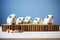 guinea pigs lined up next to a bowl of pellets