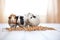 guinea pigs lined up next to a bowl of pellets