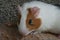 Guinea pigs lovely pets