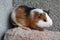 Guinea pigs lovely pets