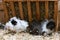 Guinea pigs sitting on sawdust